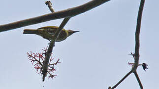 Spotted Honeyeater
