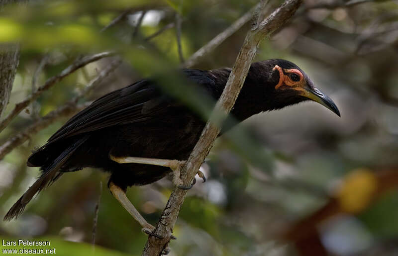 Crow Honeyeateradult, identification