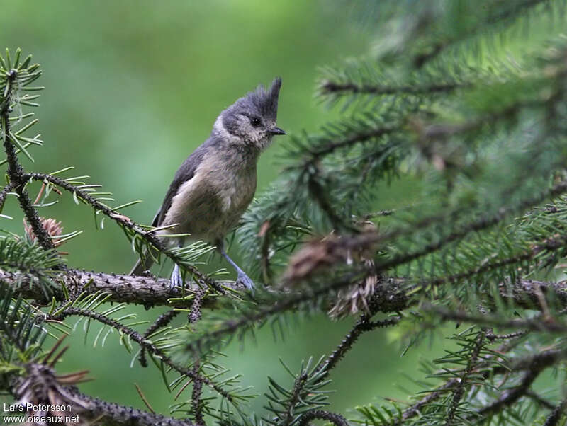 Grey-crested Tit, habitat, pigmentation