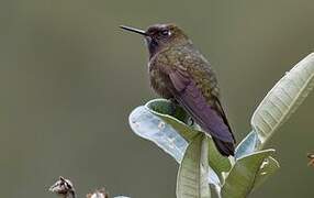 Violet-throated Metaltail