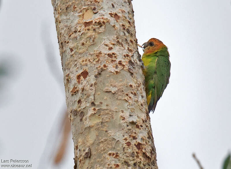 Buff-faced Pygmy Parrot male adult, identification