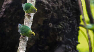 Yellow-capped Pygmy Parrot
