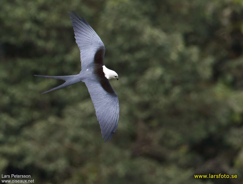 Swallow-tailed Kiteadult, pigmentation, Flight
