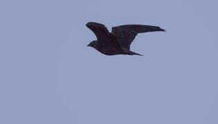 Bat Hawk