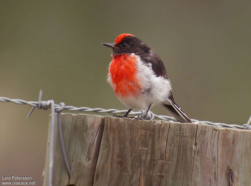 Red-capped Robinadult