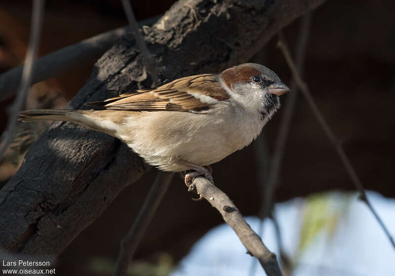 Sind Sparrow male adult, identification