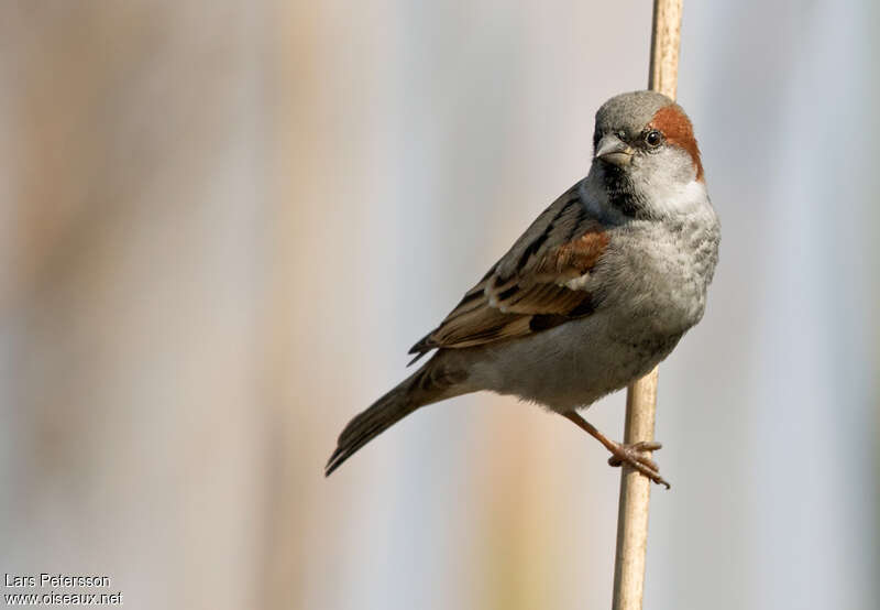 Sind Sparrow male adult, close-up portrait