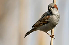 Sind Sparrow