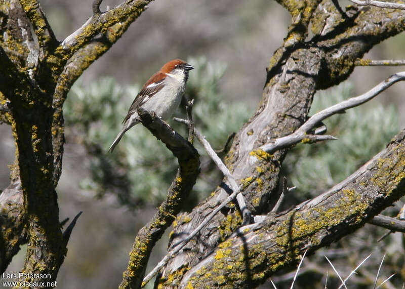 Russet Sparrow male adult, habitat