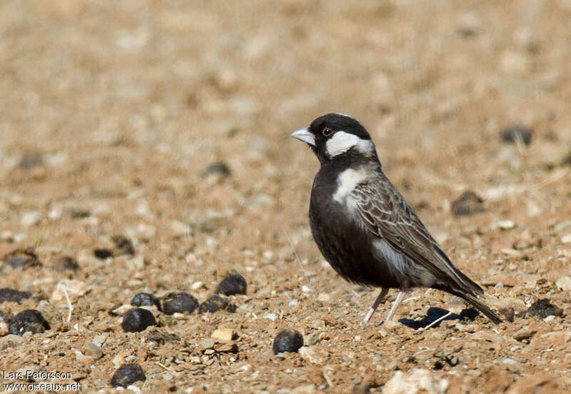 Grey-backed Sparrow-Lark male adult breeding, identification