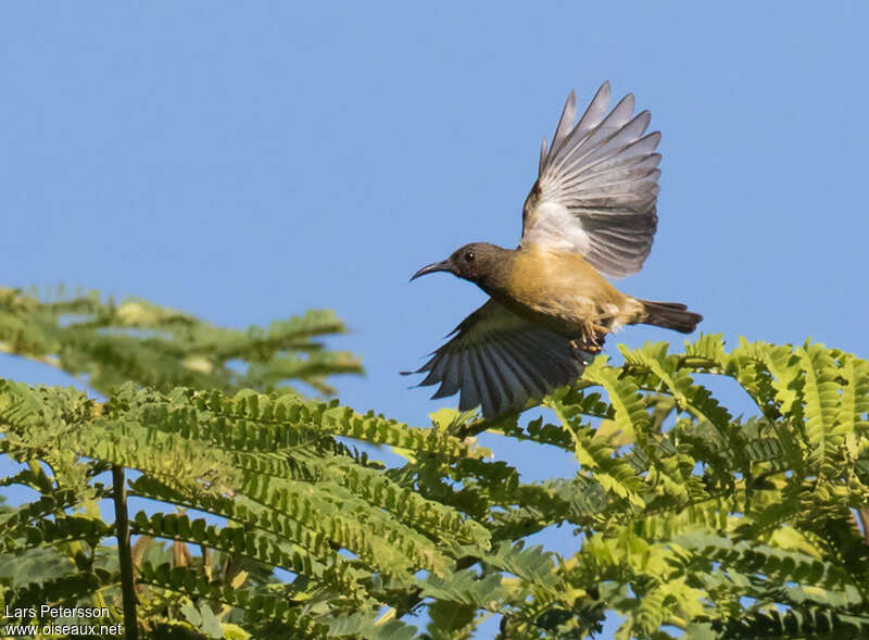 Red-capped Myzomela female adult, Flight