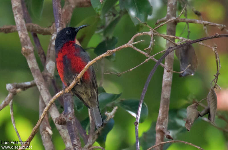 Red-vested Myzomela male adult, identification