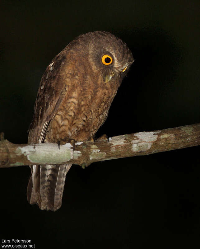 Little Sumba Hawk-Owl, identification