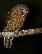 Little Sumba Hawk-Owl