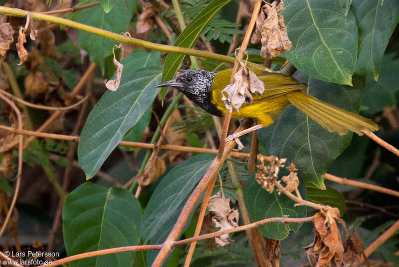Oriole Warbler