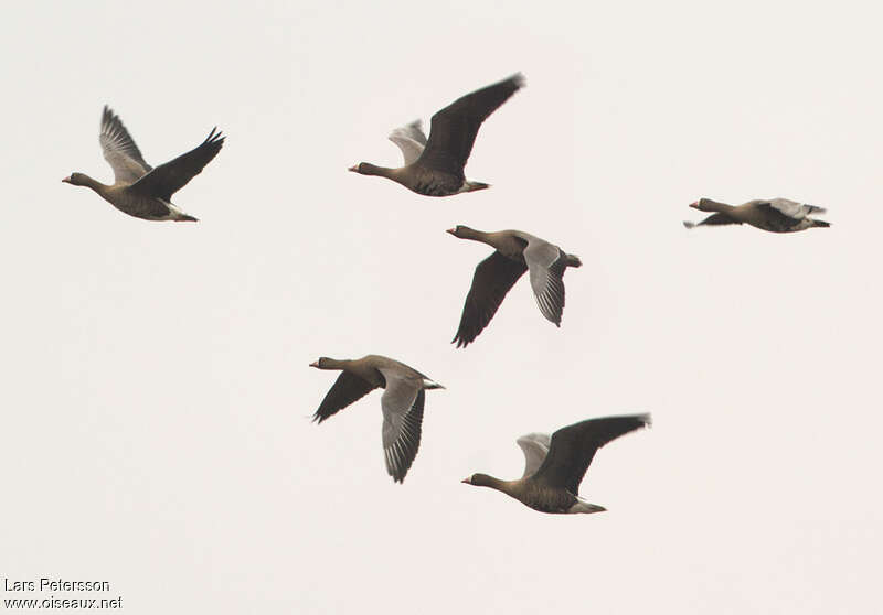 Lesser White-fronted Goose, Flight