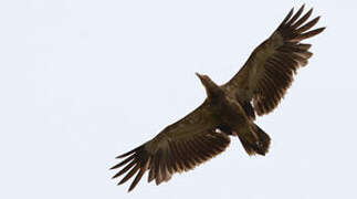 Palm-nut Vulture