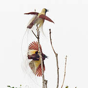 Emperor Bird-of-paradise
