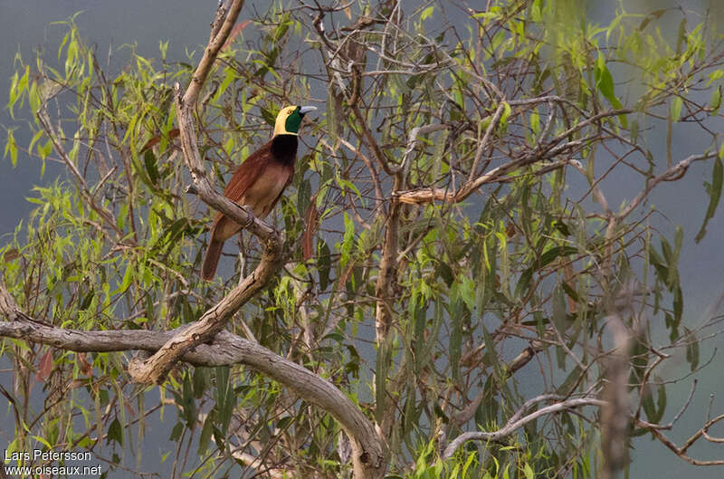 Raggiana Bird-of-paradise male immature, habitat
