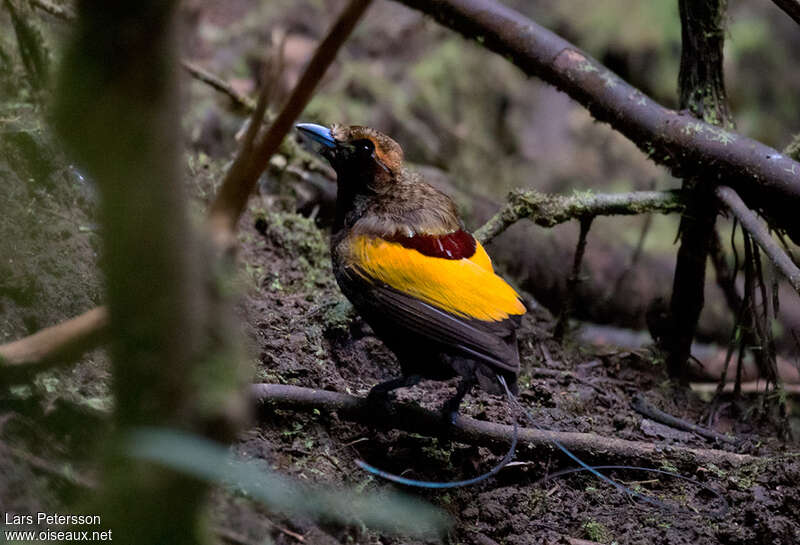 Magnificent Bird-of-paradise male adult
