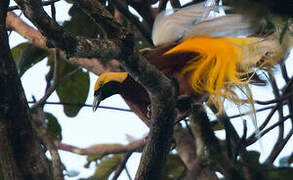 Lesser Bird-of-paradise