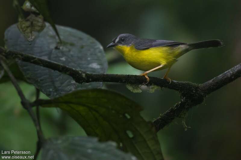 Grey-and-gold Warbleradult, identification