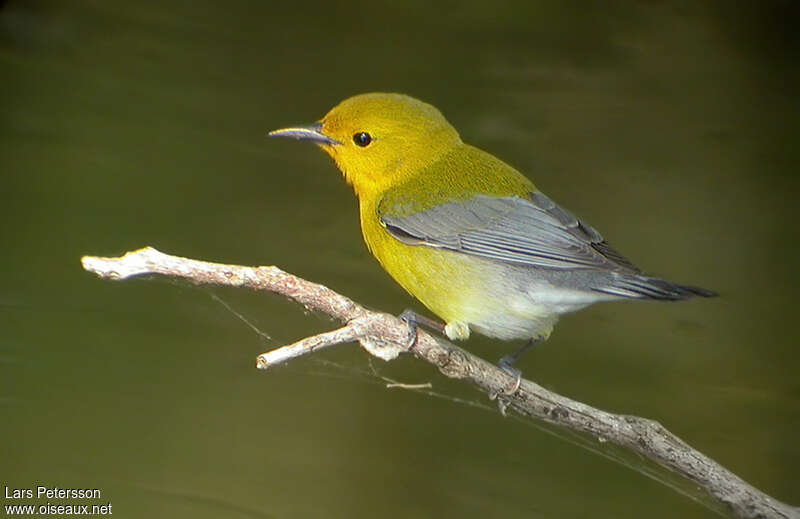 Prothonotary Warbler female adult, identification