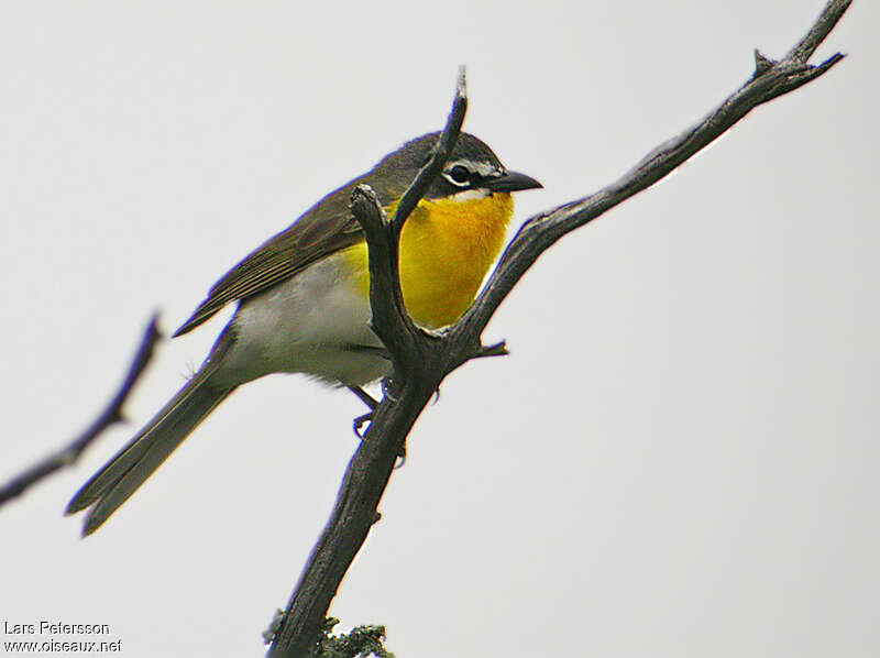 Yellow-breasted Chatadult, identification