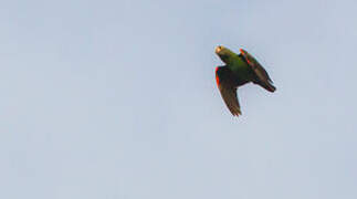Red-fronted Parrot