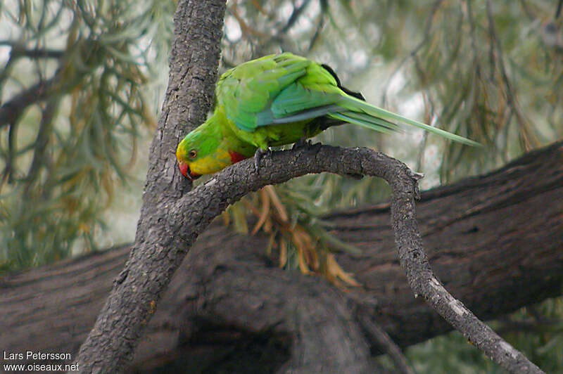 Superb Parrot male adult, habitat, pigmentation