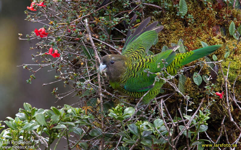 Brehm's Tiger Parrot female adult, habitat