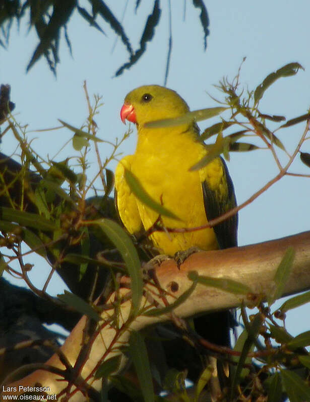 Regent Parrot male adult, close-up portrait