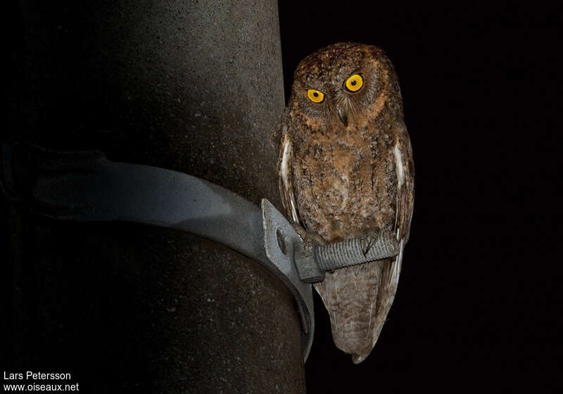 Ryukyu Scops Owl, close-up portrait