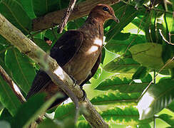 Andaman Cuckoo-Dove