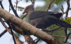 Crested Cuckoo-Dove