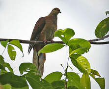 Sultan's Cuckoo-Dove