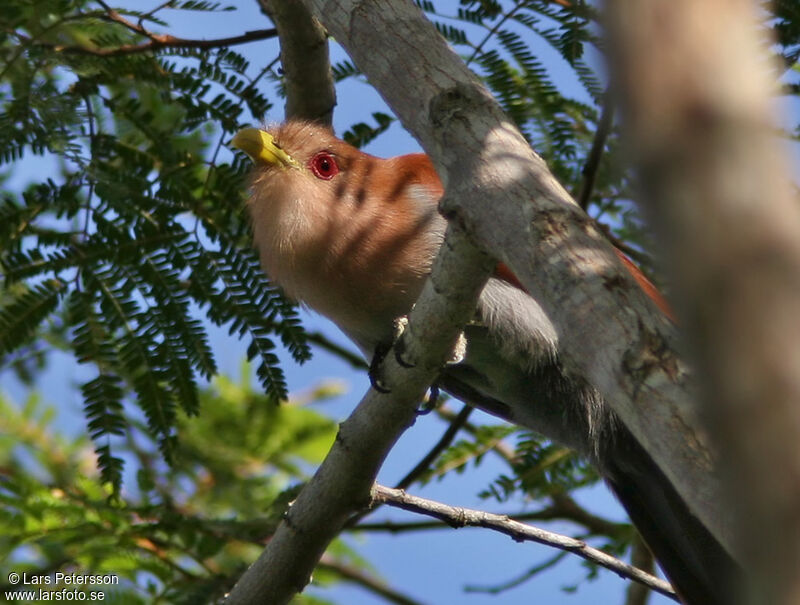 Squirrel Cuckoo