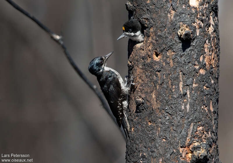 Black-backed Woodpecker female adult