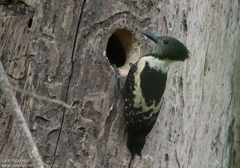 Black-and-buff Woodpeckeradult, identification