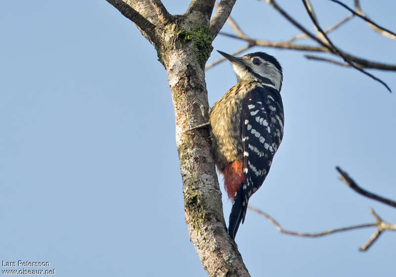Stripe-breasted Woodpecker female adult