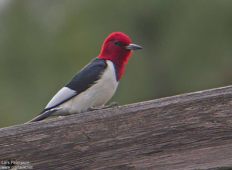 Red-headed Woodpeckeradult, identification