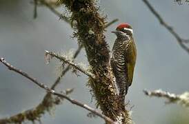Bar-bellied Woodpecker