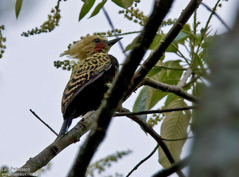 Ochre-backed Woodpecker, habitat, pigmentation