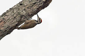 Bearded Woodpecker