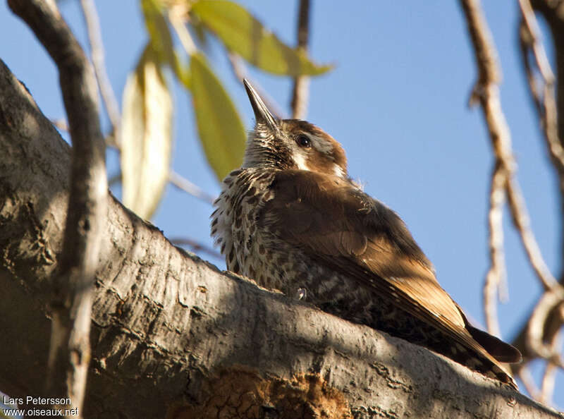 Arizona Woodpecker female, identification