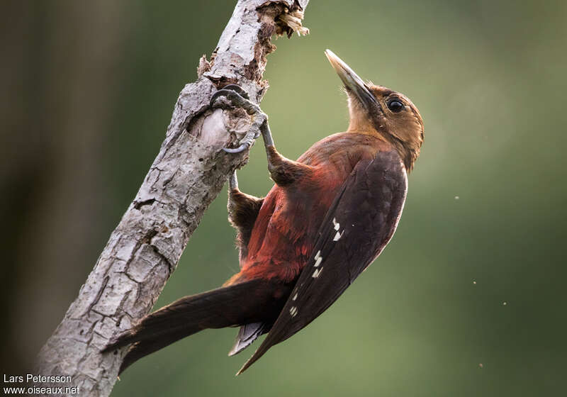 Okinawa Woodpecker female adult