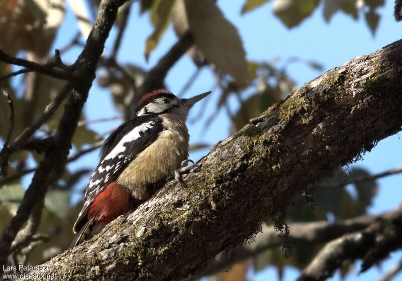 Himalayan Woodpecker male adult