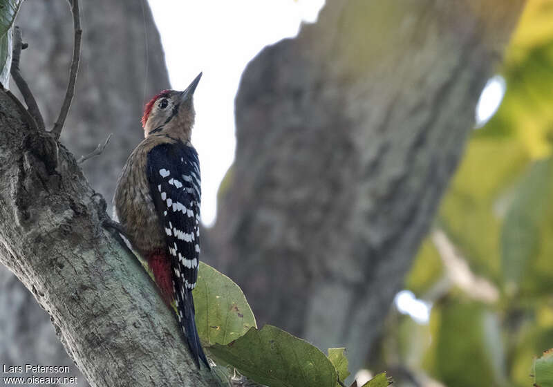 Fulvous-breasted Woodpecker male adult