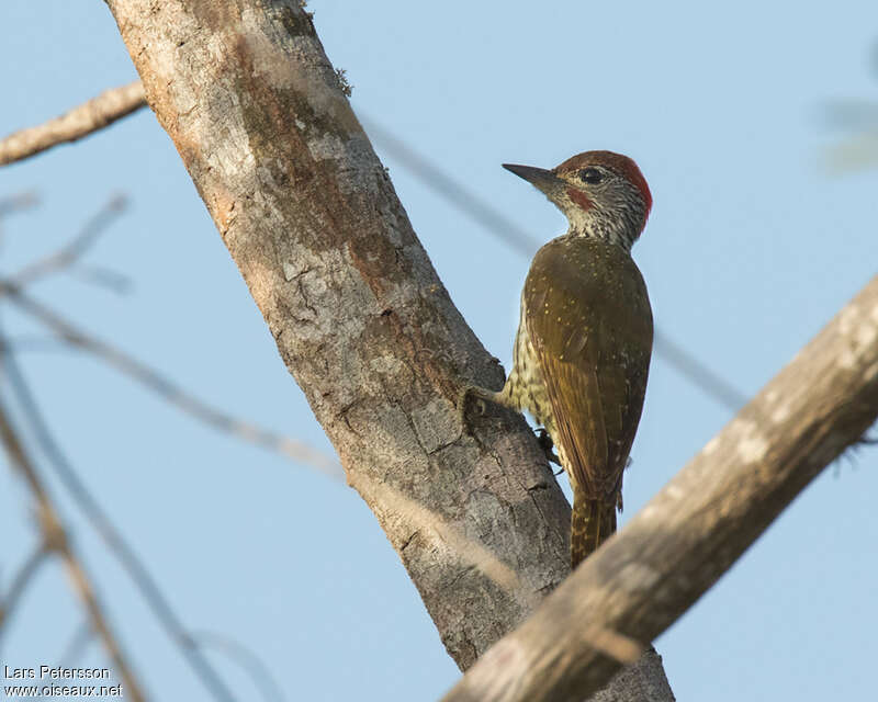 Mombasa Woodpecker male adult, identification
