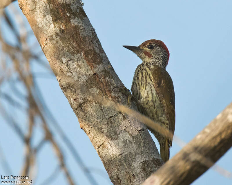 Mombasa Woodpecker male adult